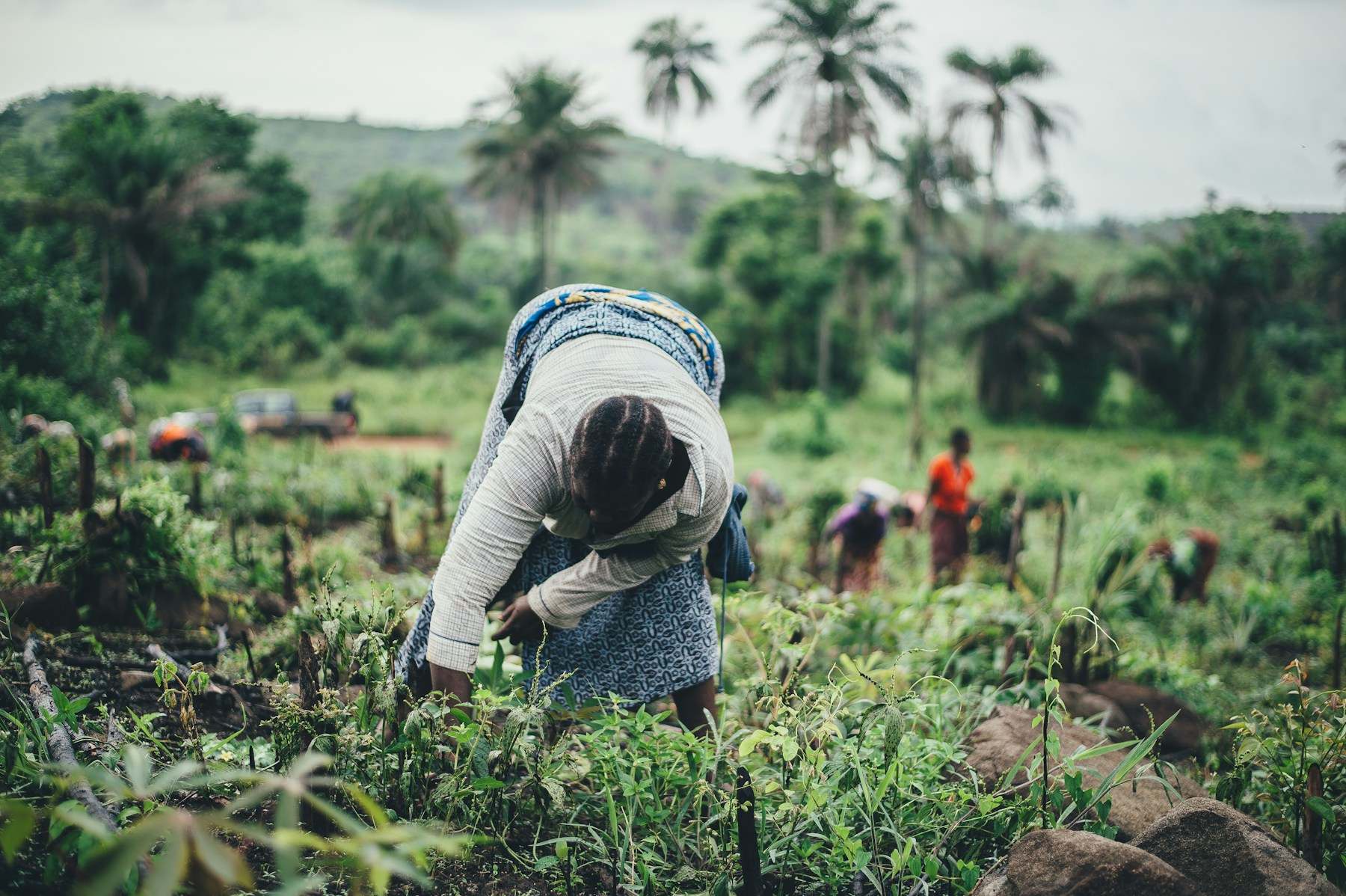 Women working in a cassava field in Sierra Leone, with palm trees and hills behind